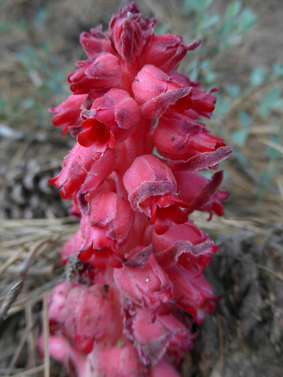 High Resolution Sarcodes sanguinea Flower